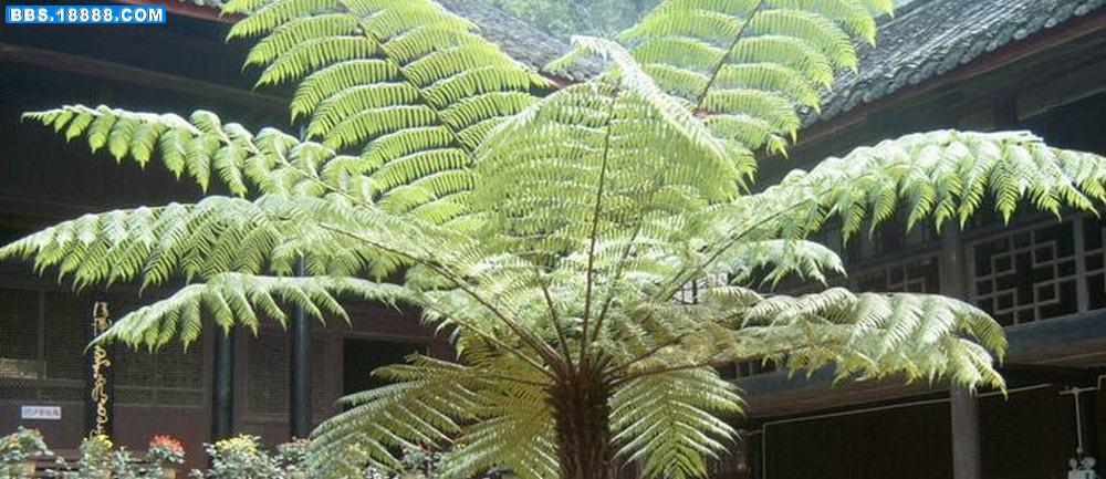 桫椤 (1).jpg