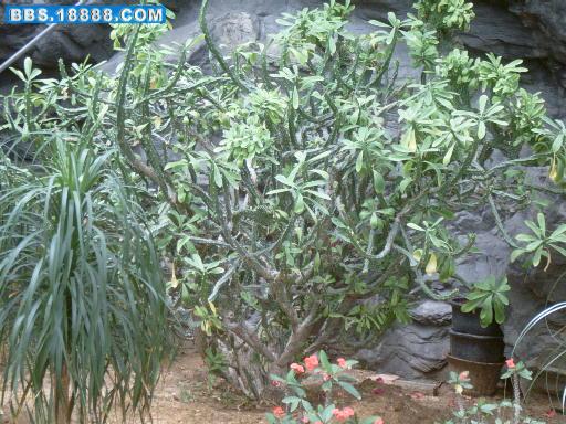 沙漠植物3.JPG