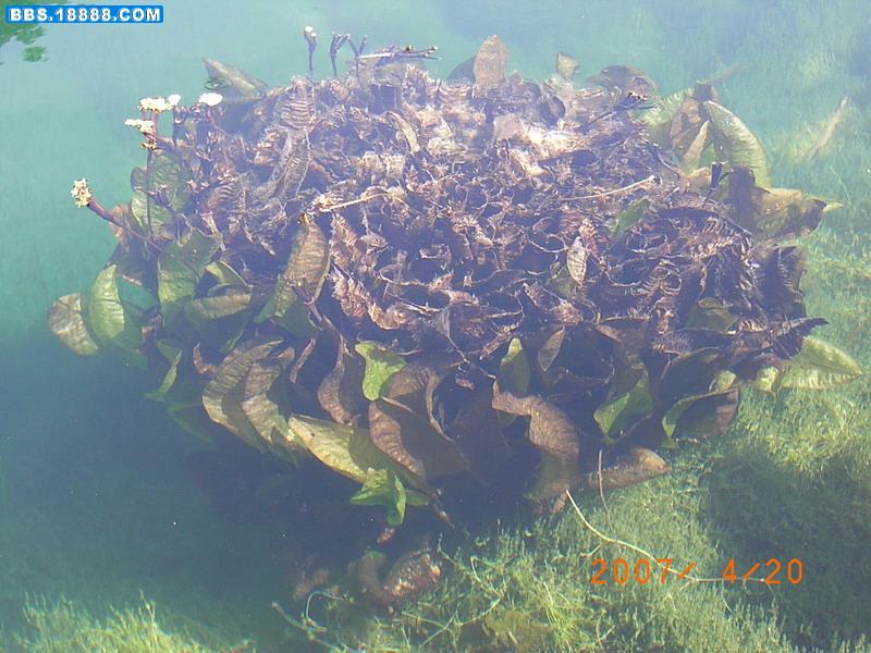 菠玉海菜花3.jpg