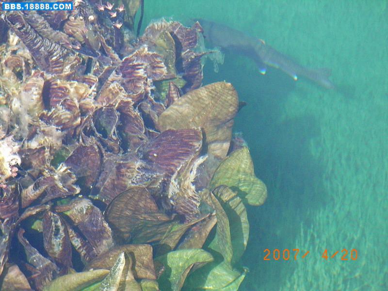 菠玉海菜花1.jpg