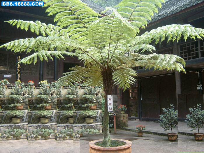 桫椤.jpg