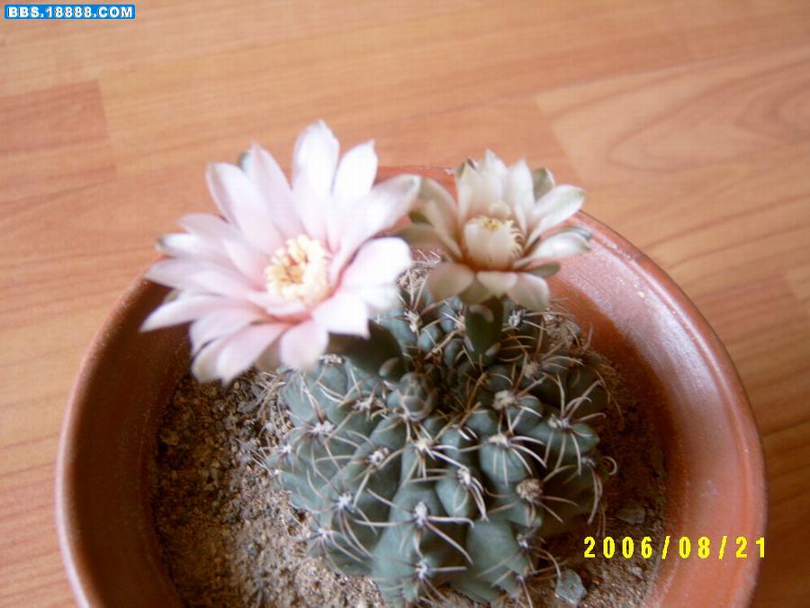 草球开花6.JPG