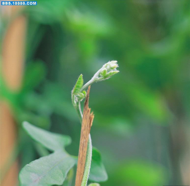绿芽4.jpg