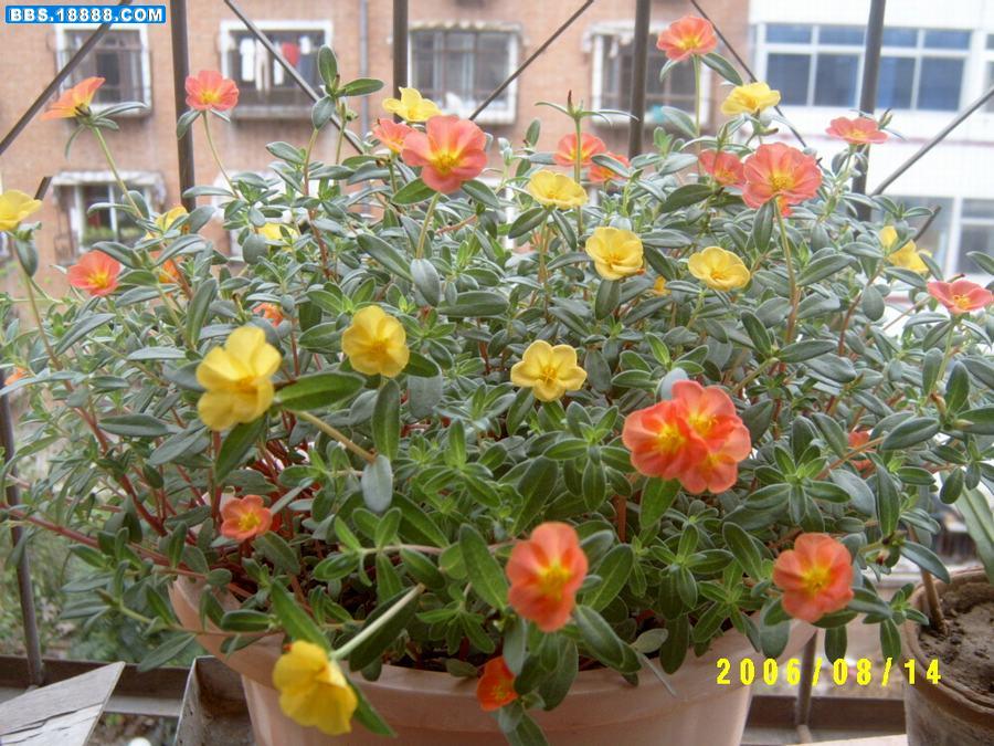 太阳花.JPG