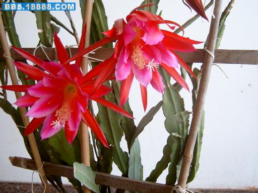 令箭荷花5.JPG