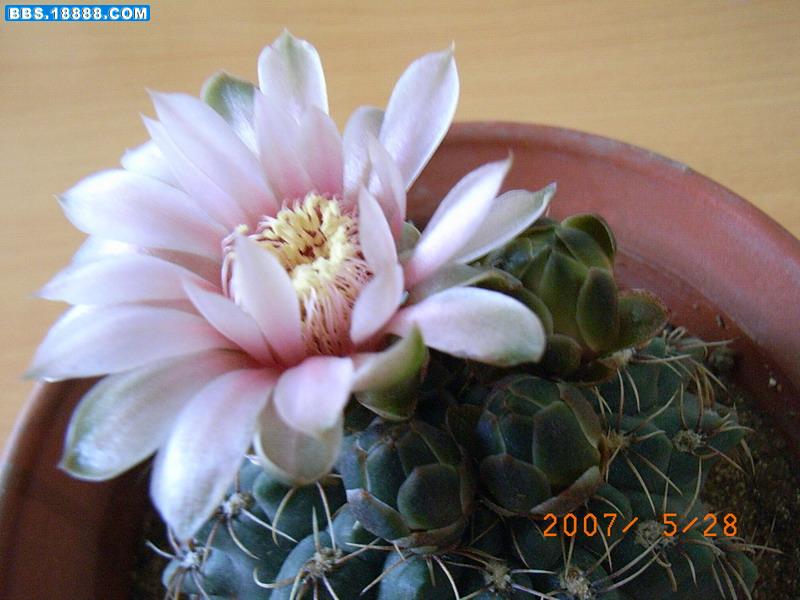 绯花玉2.JPG