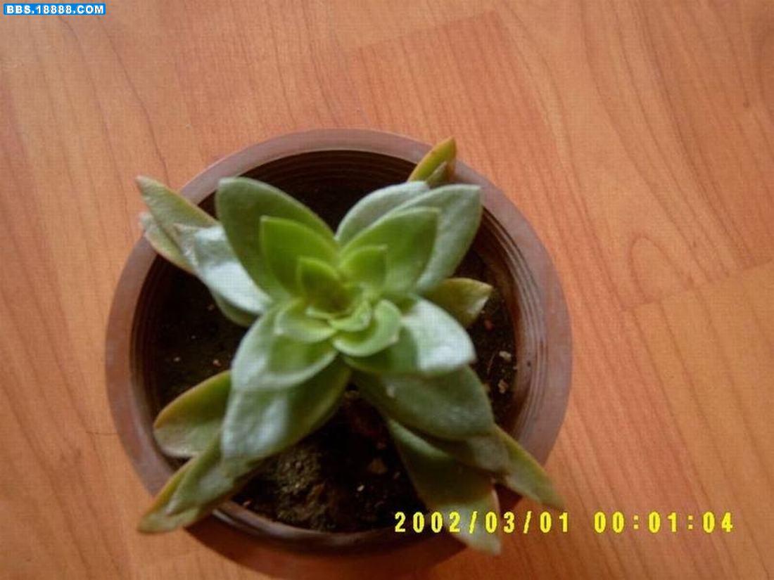 十字花.JPG