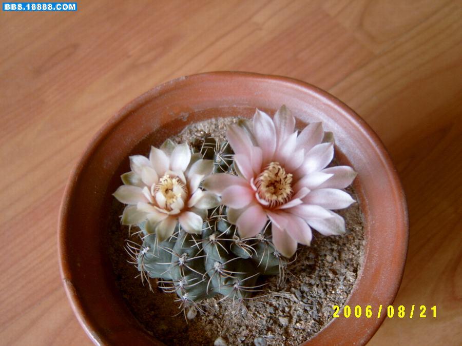 草球开花8.JPG