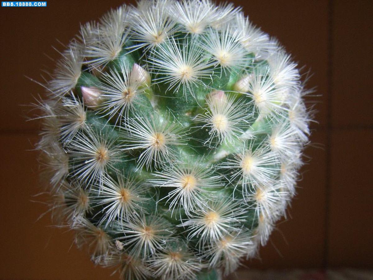 要开花的球6.JPG