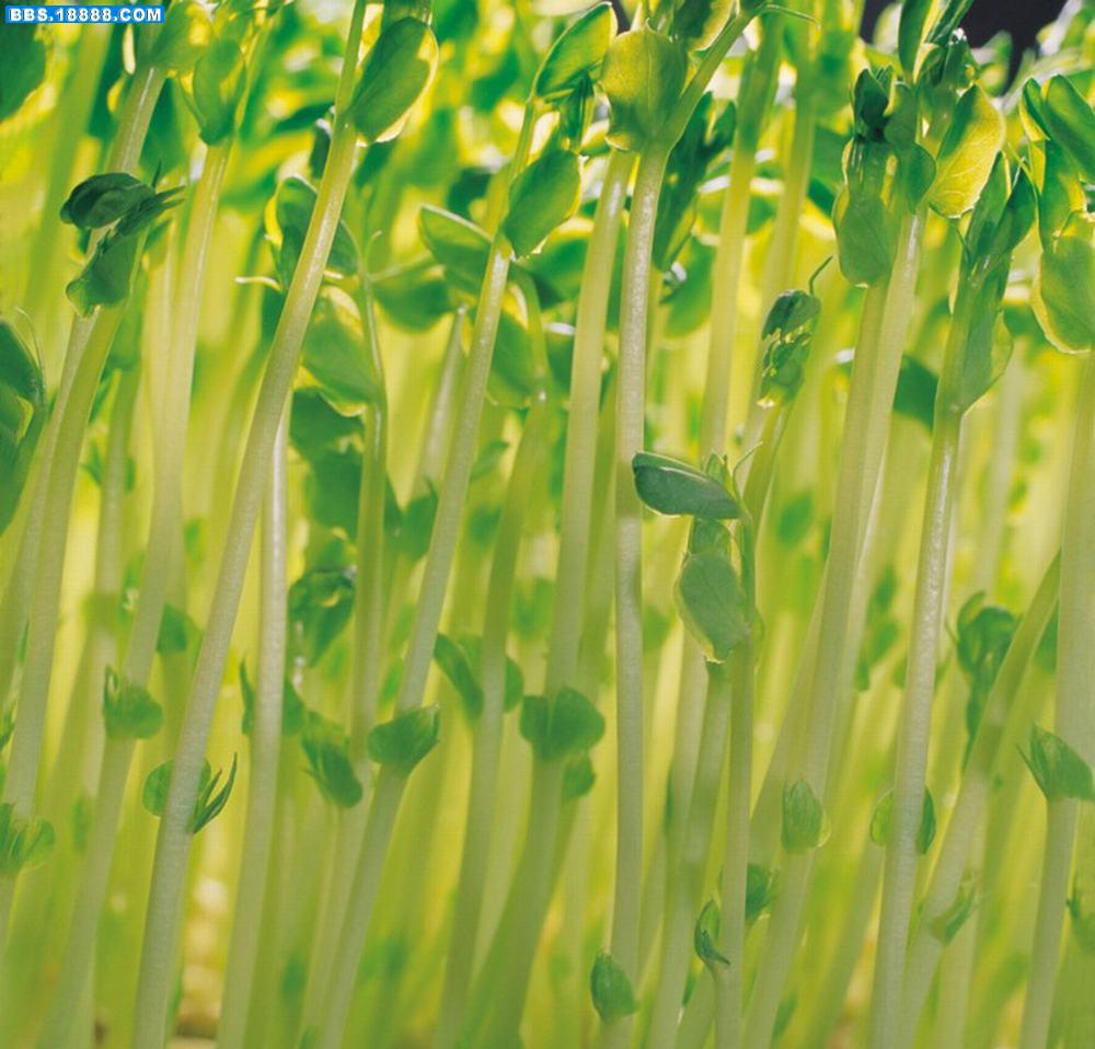 绿芽5.jpg