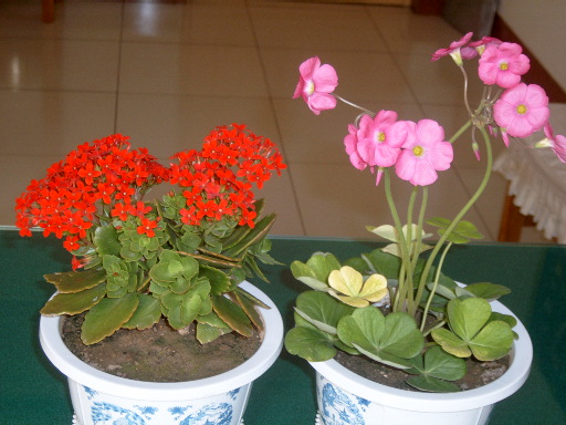 长寿花3.JPG