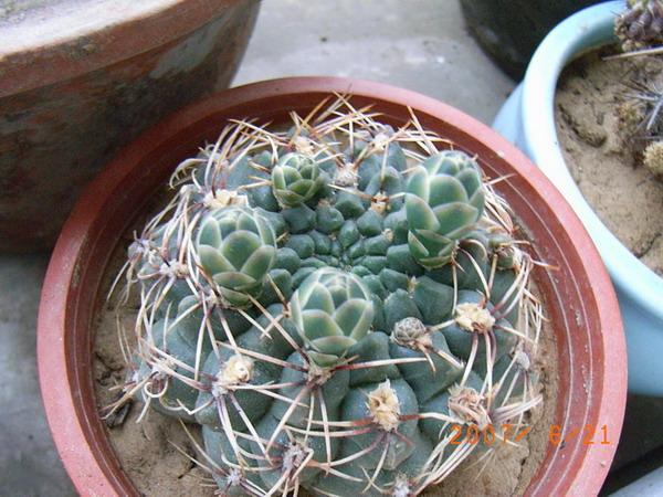 花蕾41.jpg