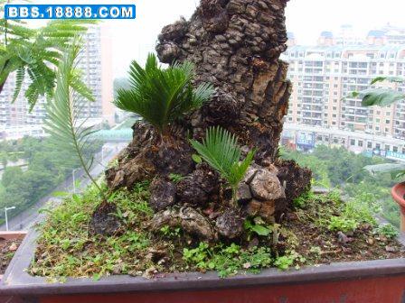 白鳞铁老桩盆景2.JPG