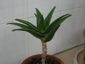 DSCN1254.jpg