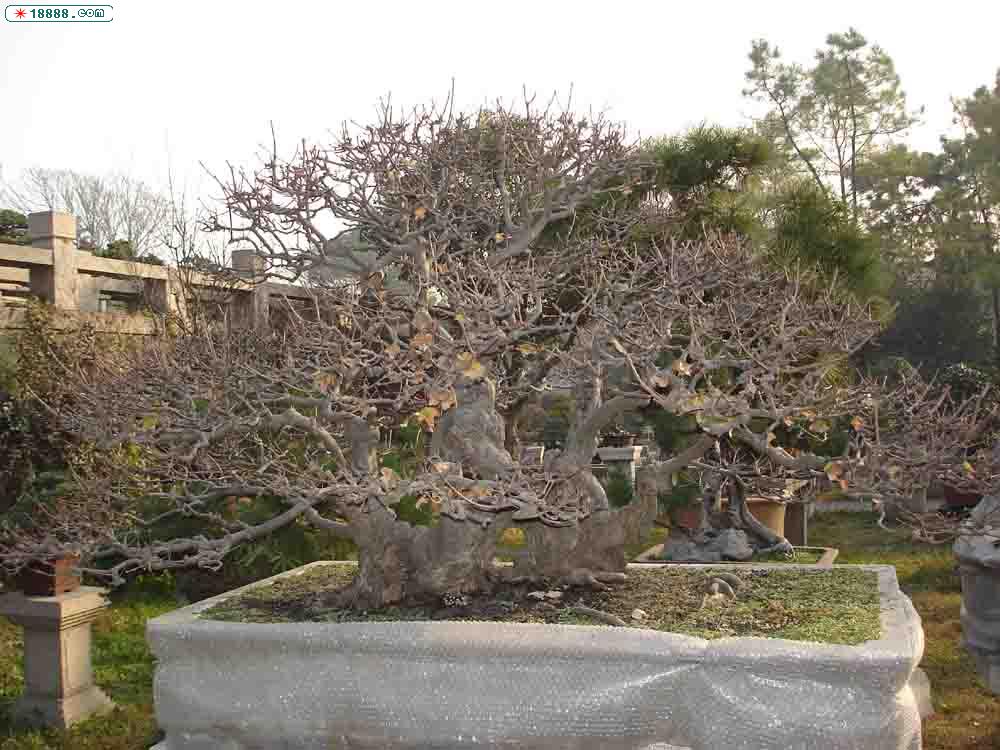 c6c6.jpg