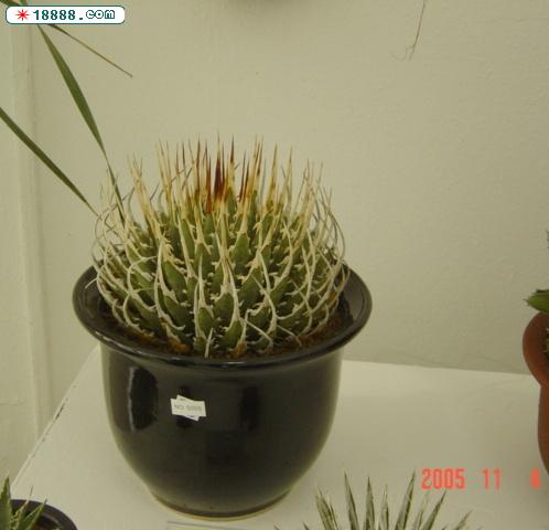 W.jpg