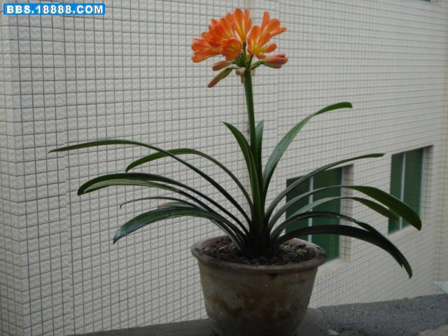 DSC00831.JPG
