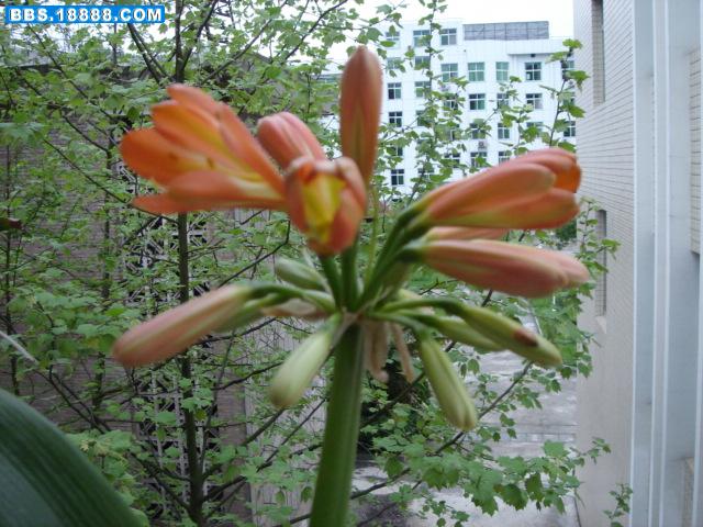 DSC00821.JPG