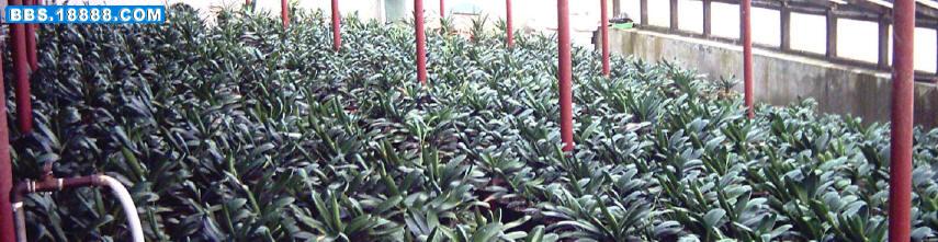 20060412p021.jpg
