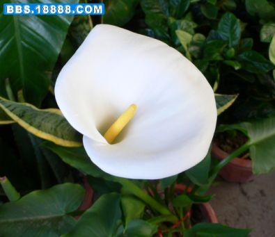 花卉2007040704.JPG