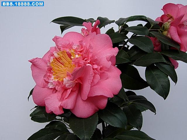 DSCN4598.JPG