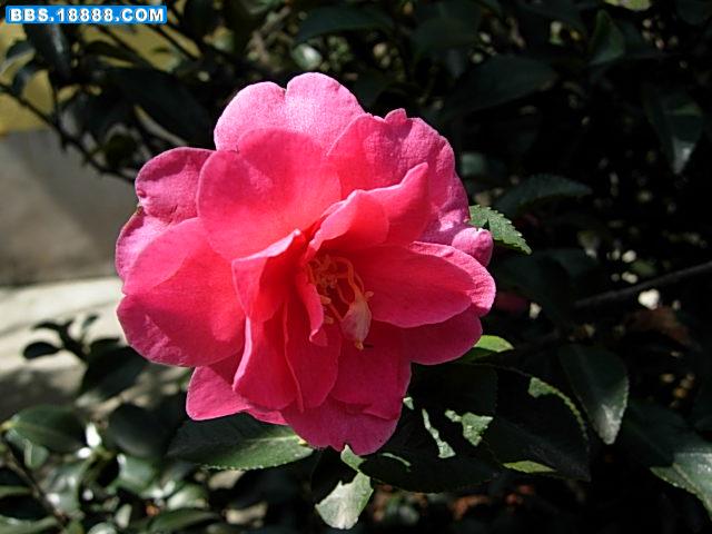 DSCN4675.JPG