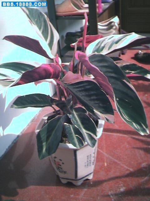 竹芋1.jpg