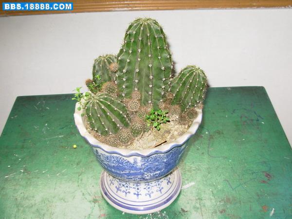 DSCN0101.JPG