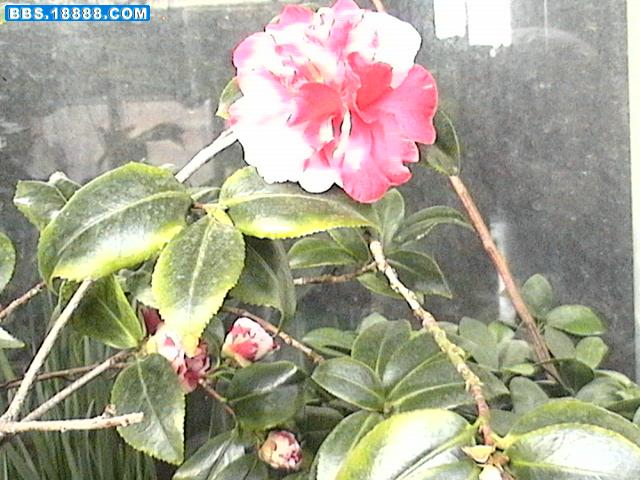 DVC00048.JPG