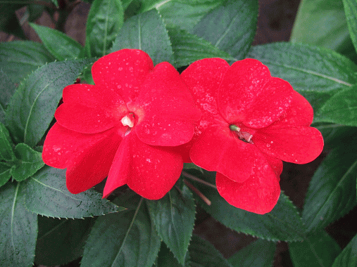 img026.gif