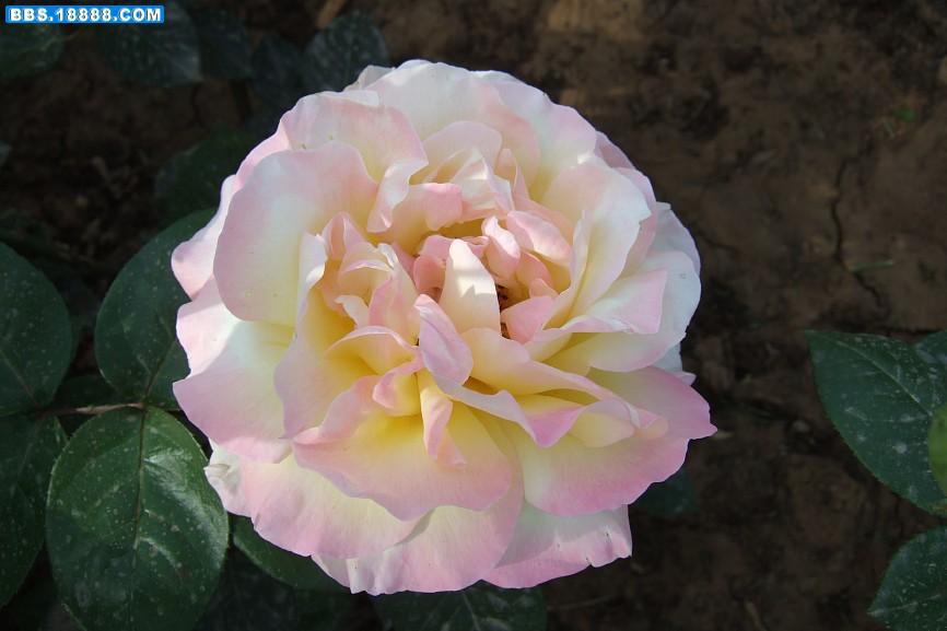 img033.jpg