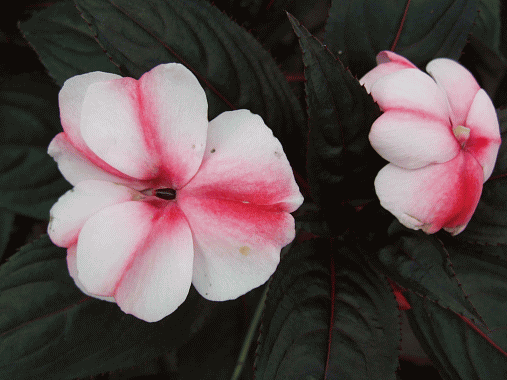 img025.gif