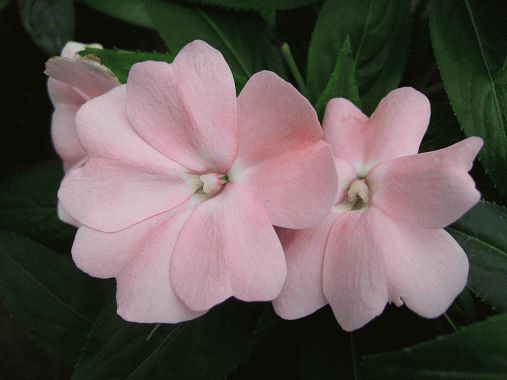 img029.gif