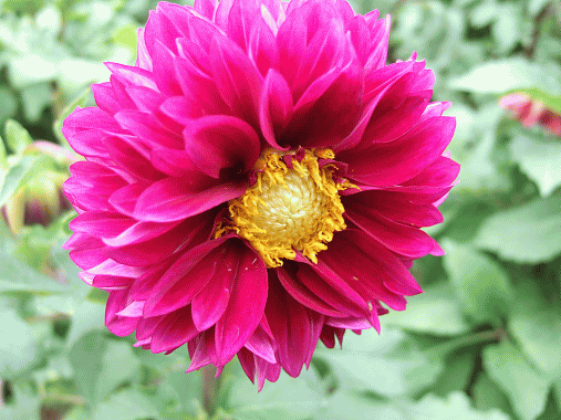 小丽花 (7).gif