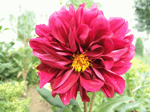 小丽花 (4).gif