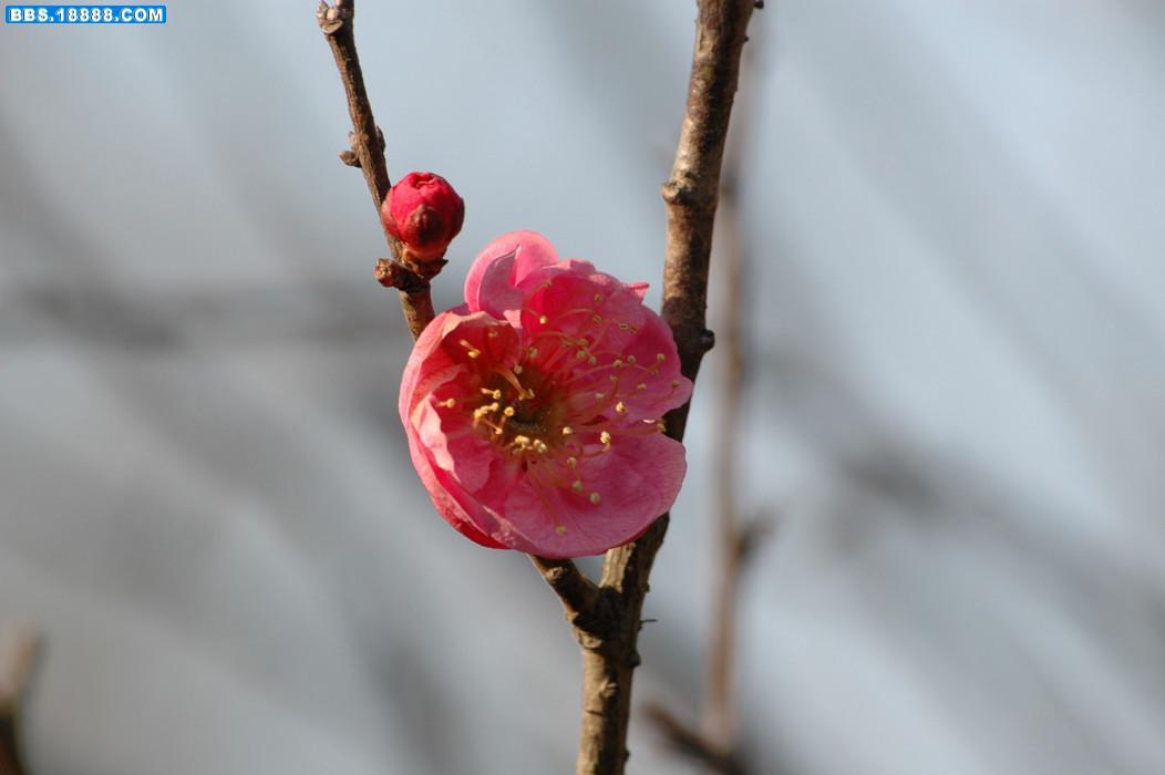 DSC_0040.JPG