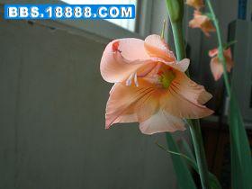 CIMG0467.JPG