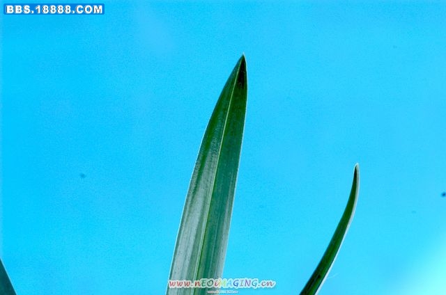 翠盖荷其他叶1.jpg
