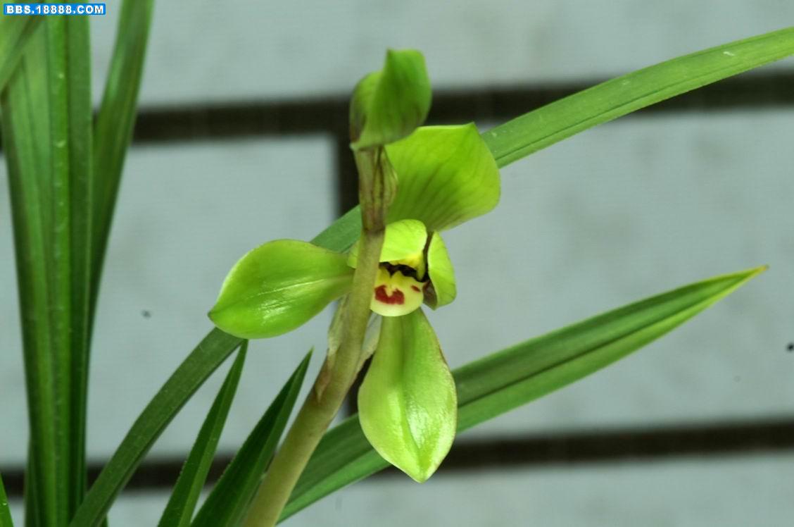 荷瓣子母花.JPG