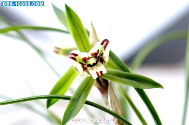 神州蕊蝶（台州、陈吉）1a.jpg