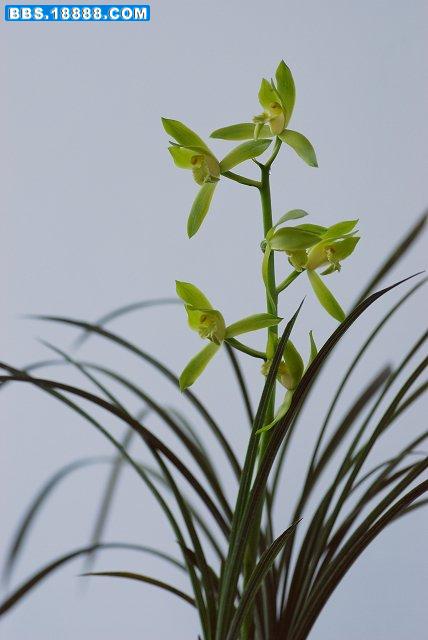 翠定素荷（兰庭草院）.jpg