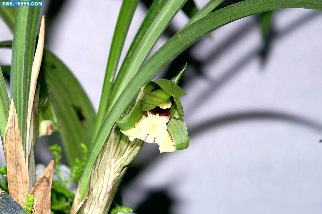 新荷蝶（铜奖）.JPG