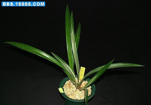 筑紫之華01.jpg