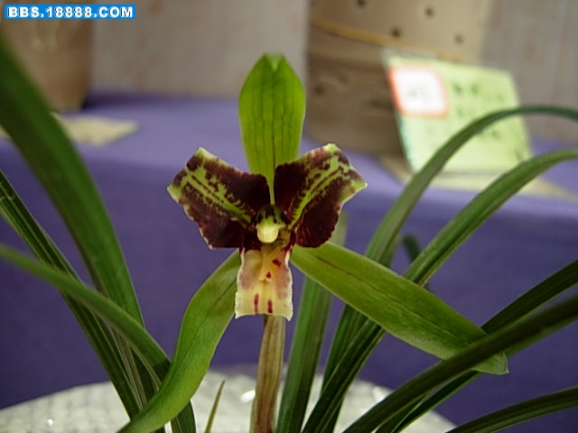 DSCN8060.JPG