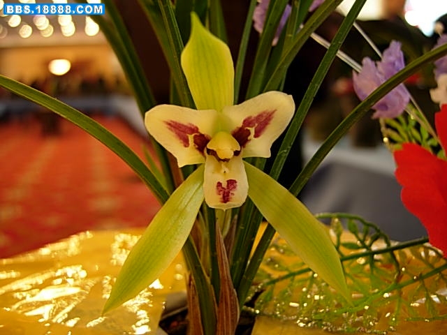 DSCN7703.JPG