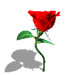 47_40328_0D8515A79B48523[1].GIF