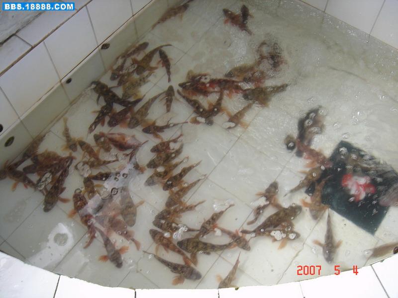 鱼总.jpg