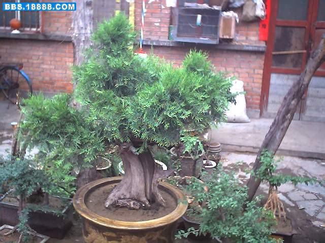 翠柏1.JPG
