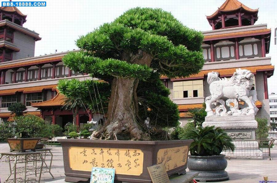 千年古松(罗汉松).jpg