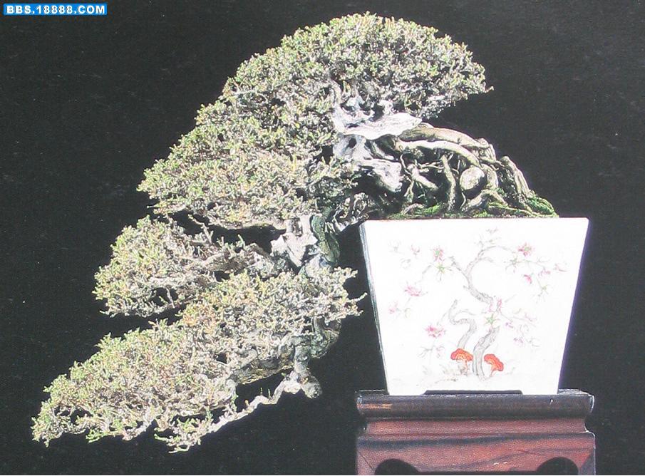 天姿逸骨27.jpg